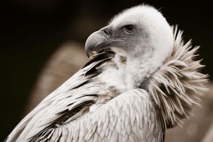 Más de 100 buitres lomo blanco fueron envenenados en el parque Kruger de Sudáfrica