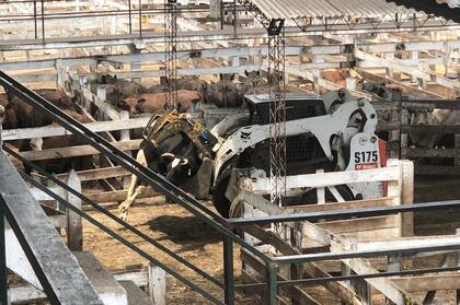 Más de un centenar de vacas murieron por el calor el martes en el Mercado de Liniers, en Buenos Aires