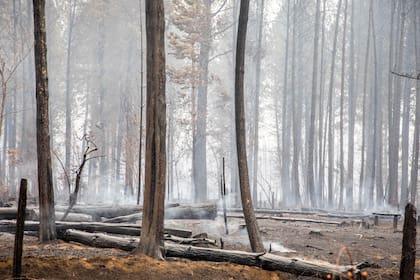 Más de 15 mil hectáreas de bosque se quemaron durante los incendios.