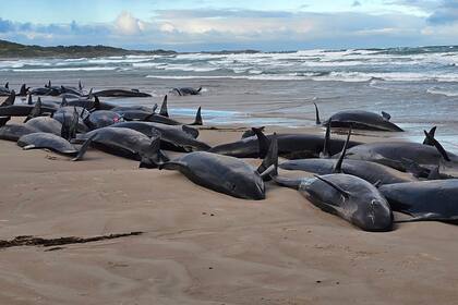 Más de 150 falsas orcas están varadas en una playa del estado de Tasmania, Australia