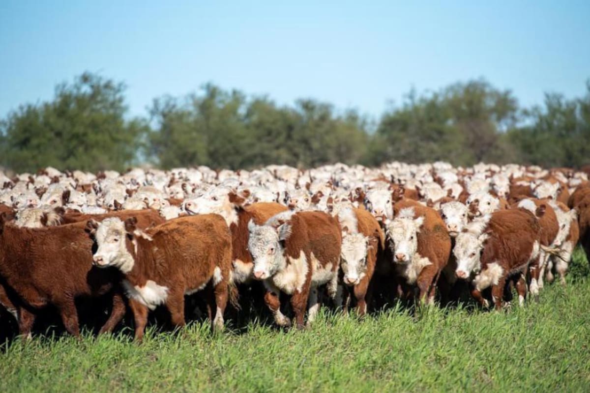 Más de 200 criadores, técnicos, jóvenes y autoridades compartieron distintos sistemas productivos, estrategias de manejo y avances en genética en los tres países