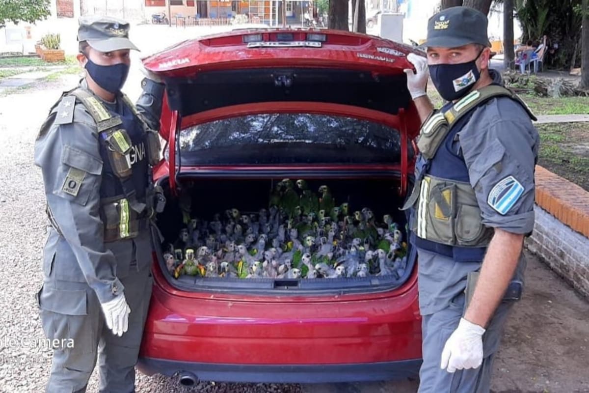 Mas de 200 loros, de la especie "amazonas aestiva", fueron hallados en el baúl de un auto. El destino final era Santa Fe.