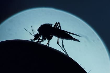 El mosquito transmite el parásito que provoca la malaria