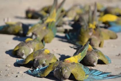 Más de 250 loros aparecieron muertos en Neuquén.