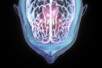 Más de 360 científicos de varios países contribuyeron en el estudio de "una parte muy importante del cerebro"