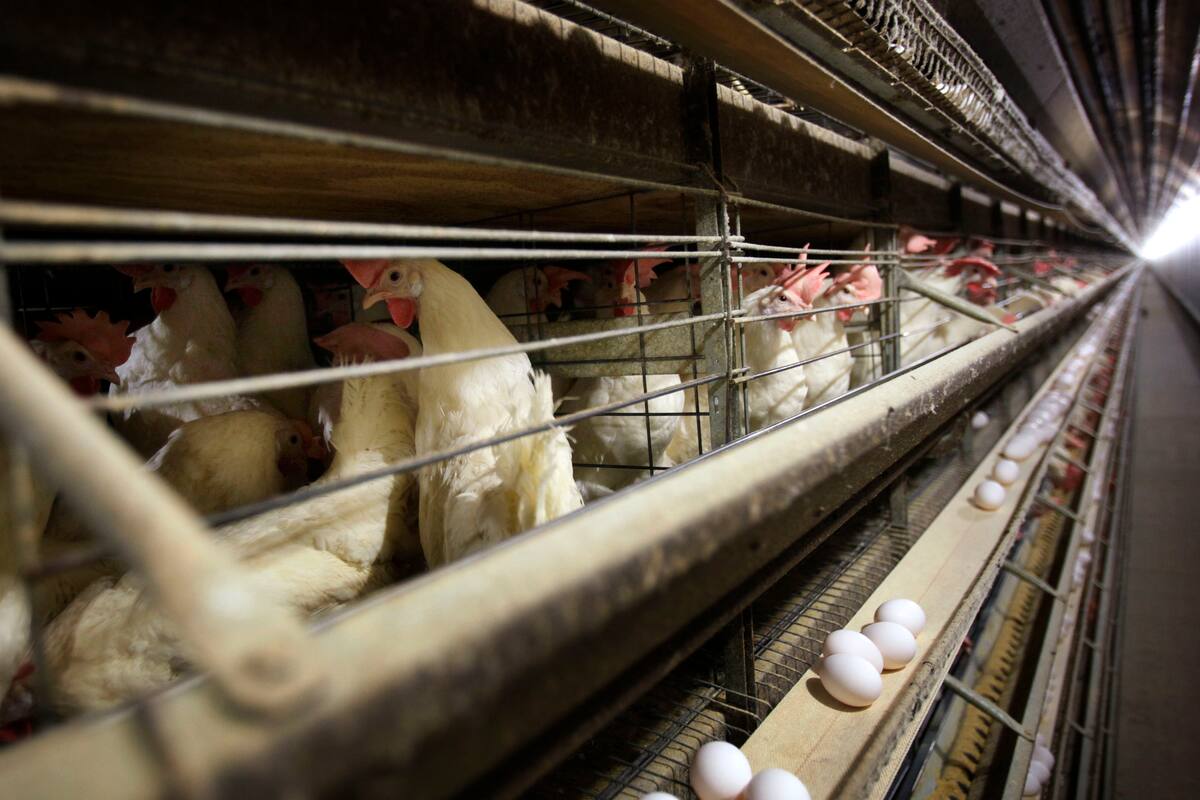 Más de 4 millones de gallinas ponedoras tendrán que ser sacrificadas en una granja de Iowa, Estados Unidos (AP Foto/Charlie Neibergall, Archivo)