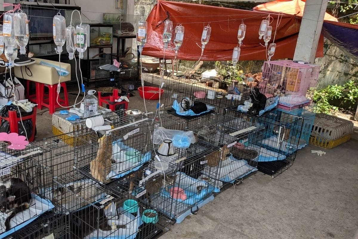 Más de 400 gatos iban a ser sacrificados para consumo humano