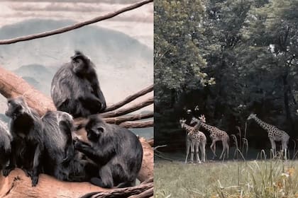 Más de 4.000 animales esperan en el corazón del Bronx