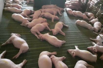 Más de 500 cerdos murieron tras un corte de luz en Mendoza.