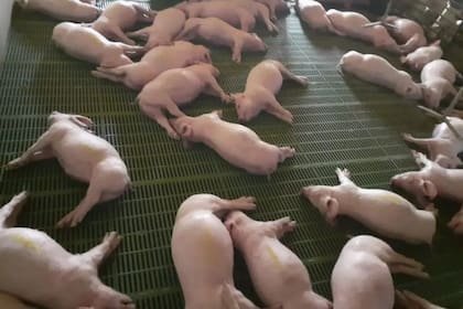 Más de 500 cerdos murieron tras un corte de luz en Mendoza.