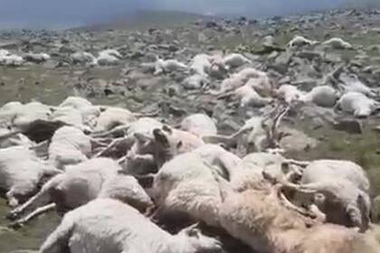 Más de 550 ovejas murieron por la caída de un rayo en Georgia