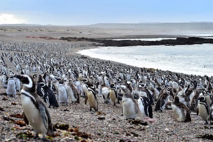 Mas de un millón de Pingüinos de Magallanes se encuentran listos en Punta Tombo