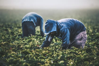 Más del 50% de los trabajadores agrícolas en California son indocumentados (las fotos son ilustrativas)