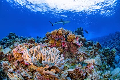 Más del 54% de la superficie coralina mundial ha sufrido estrés térmico de nivel de blanqueamiento