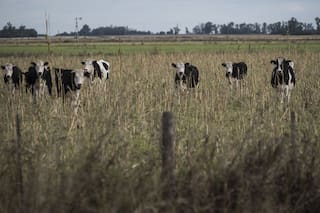 Forrajeras. Hay condiciones óptimas para la fertilización