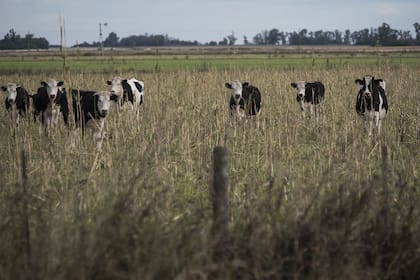Más producción de leche