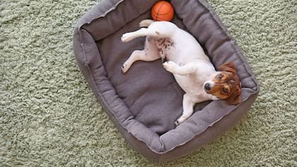 Más que buscar un sitio específico que funcione para todos los perros, los especialistas recomiendan observar las características del hogar y los hábitos del animal