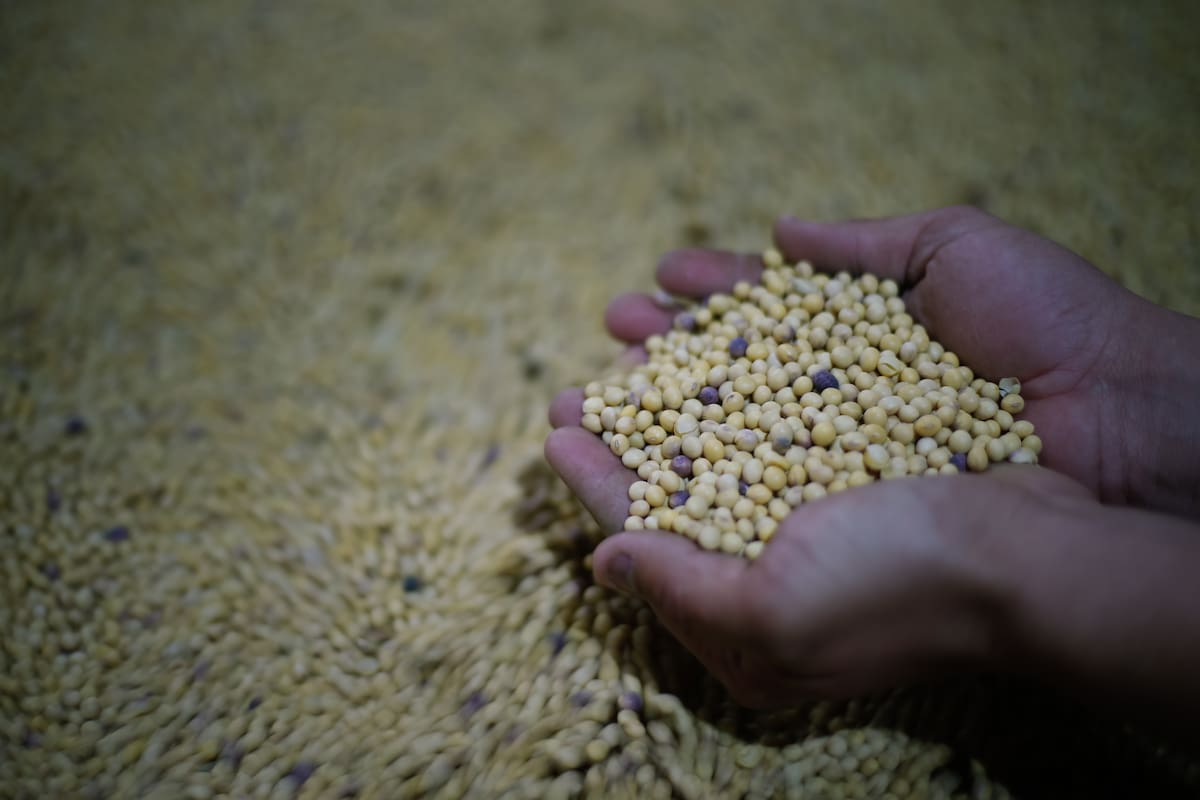 Más quejas por el proyecto para modificar la ley de semillas