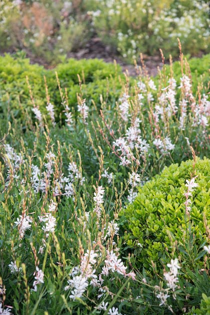 Más ramas, más flores: una poda precisa en primavera puede cambiar por completo la floración de la gaura