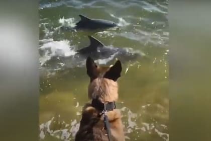 Un perro policía llamado Mako, nombre maorí que significa "tiburón", interactuó con dos delfines en la orilla de un río de Australia. El video del encuentro fue publicado en las redes sociales y visto por cientos de miles de usuarios