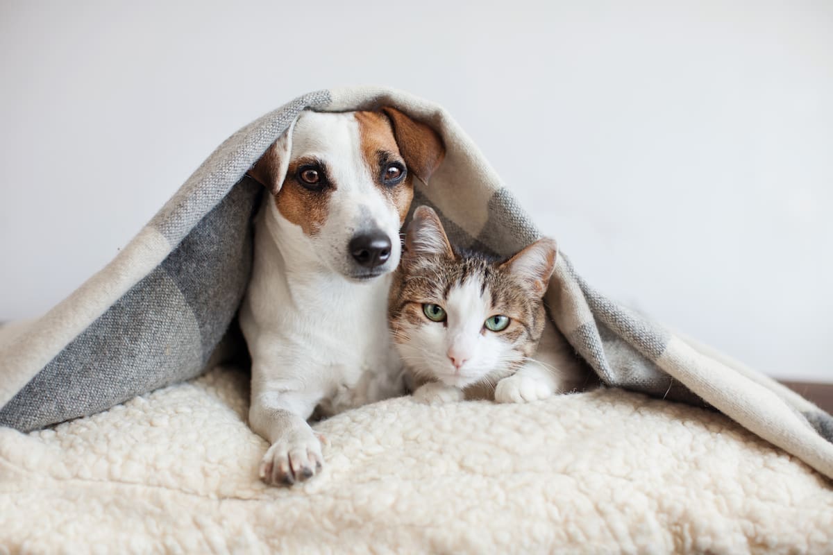 Mascotas felices