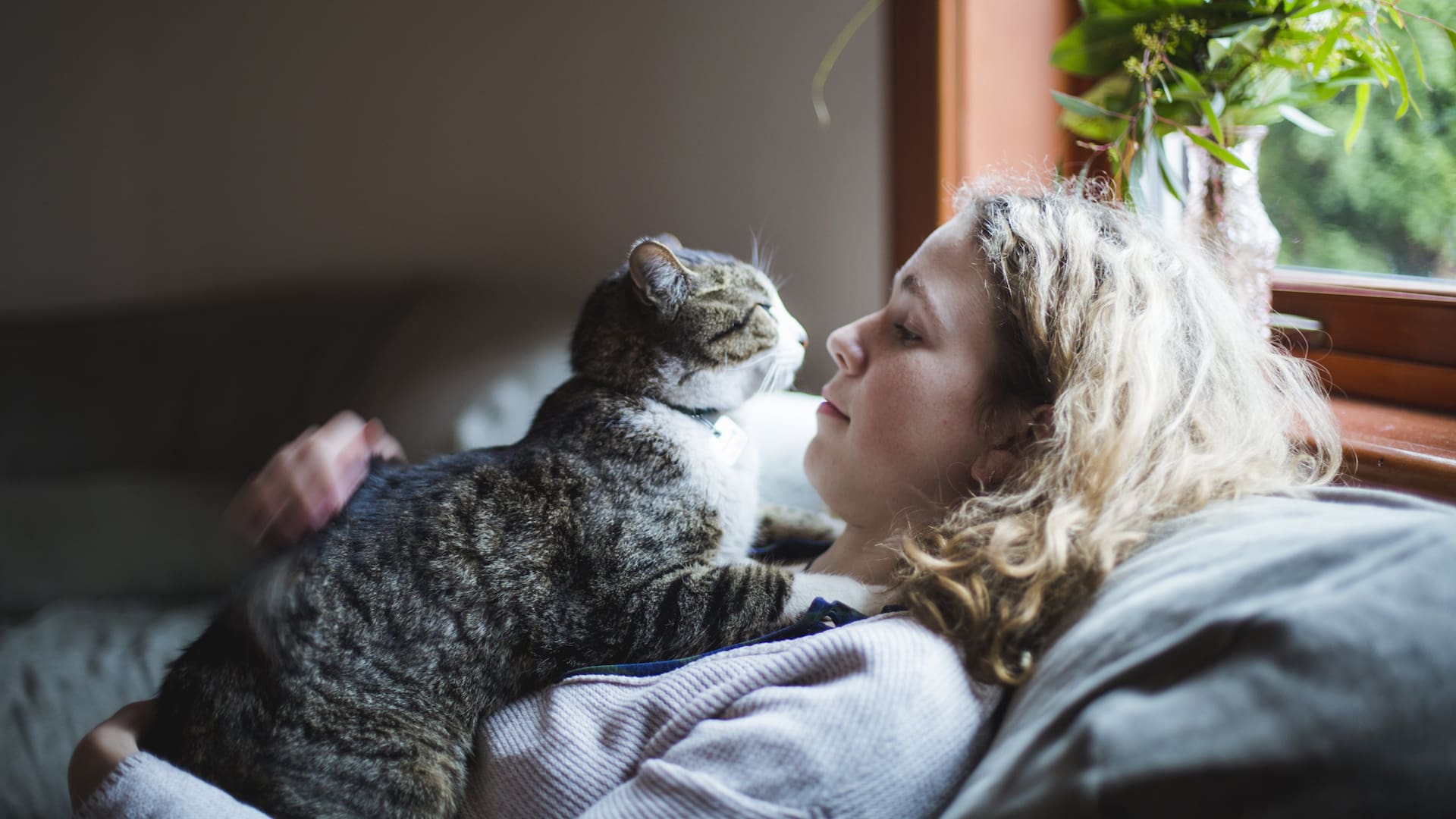 El 86% de los hogares argentinos tiene una mascota; de ese porcentaje, el 52 % son gatos. Lo que implica que 11,9 millones de familias tienen mininos en casa, mientras que 9,5 millones eligen perros