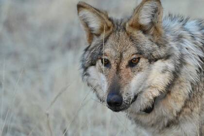 Mascotas robadas y muertes de ganado atribuidas a lobos generan alarma en Nuevo México