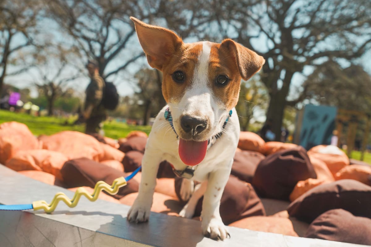 Mascotear 2024 en Palermo