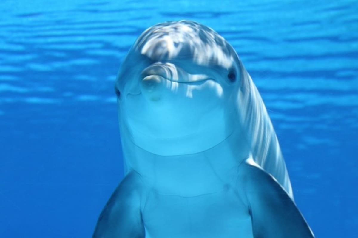 Massimo Verde filmó a una manada de delfines durmiendo en las aguas del centro de buceo Shaab el Erg, en Suez, Egipto