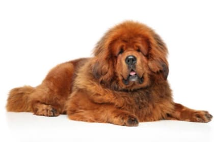 Mastín Tibetano