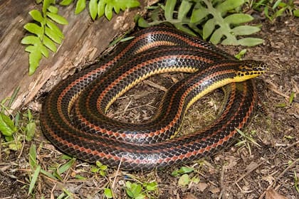 Mastrangelo indicó que los sueños con serpiente pueden ser un llamado de atención sobre aspectos de la vida desatendidos