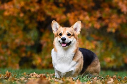 Mataron a un perro de la raza corgi en China
