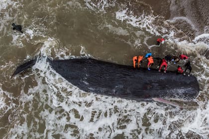 Rescatistas intentan determinar las causas de la muerte de un cachalote de 16 metros que apareció en las playas del norte de la localidad de Santa Clara del Mar.