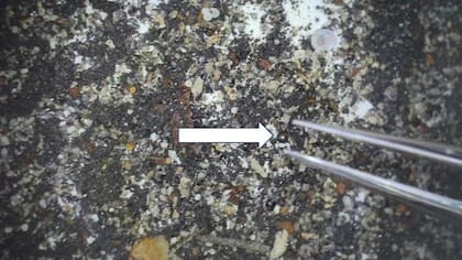 Material recolectado del trineo magnético en el sitio de IM1, que muestra una esfera rica en hierro de 0,4 milímetros de diámetro (flecha blanca) entre un fondo de hachís de concha y otros desechos
Foto: Diario Avi Loeb Medium