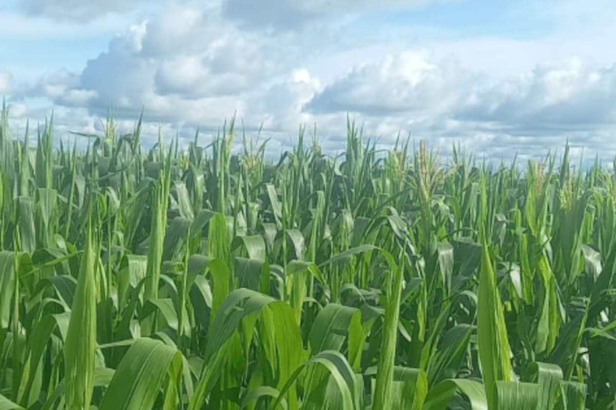Mato Grosso