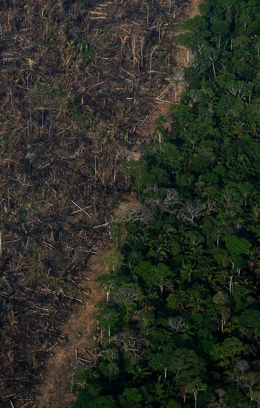 Hasta hace poco, la Amazonía venía absorbiendo gran parte de las emisiones de dióxido de carbono (CO2), casi 2000 millones de toneladas por año