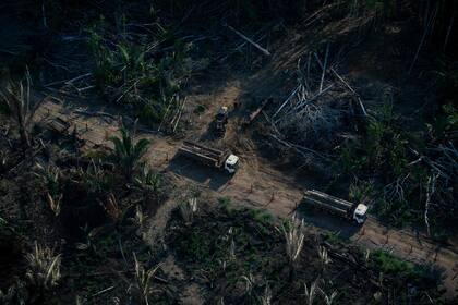 Preocupación: en 2021, el 40% de toda la pérdida de bosques nativos en el mundo ocurrió solo en Brasil
