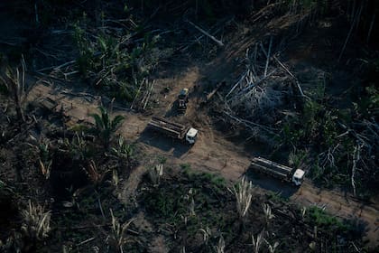Preocupación: en 2021, el 40% de toda la pérdida de bosques nativos en el mundo ocurrió solo en Brasil