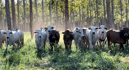 Mato Grosso dedica hoy un 12,7% de la superficie del estado a agricultura, 24% a ganadería y el resto (63,3%) son tierras indígenas, áreas de conservación y áreas propiedad privada que no se siembra por restricciones legales de protección del “Cerrado” (monte nativo)