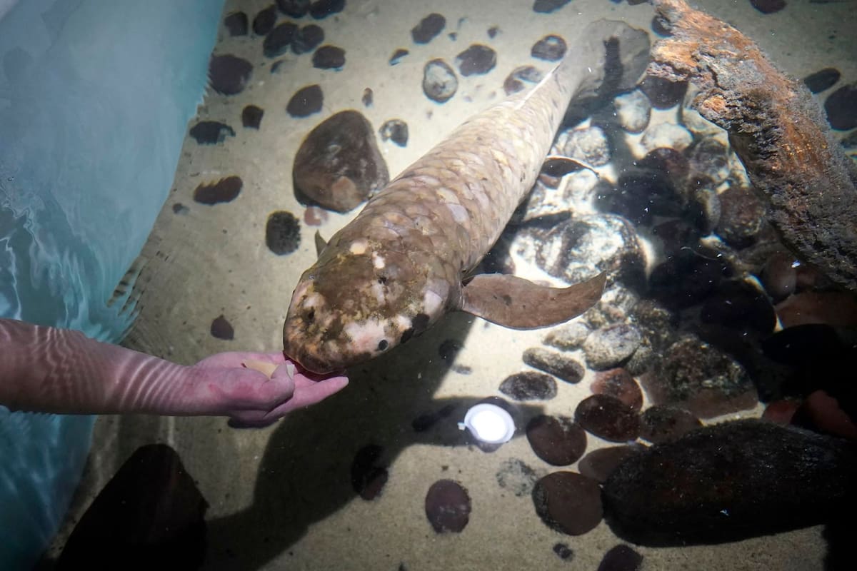 Matusalén vive en el Acuario Steinhart desde 1938 y va por un nuevo récord