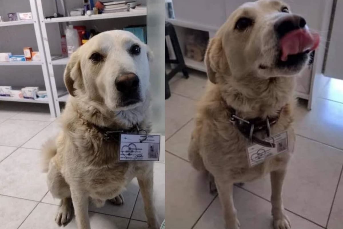 Matute se ganó el cariño de los trabajadores de una farmacia y el gerente lo hizo parte del equipo de expertos del local