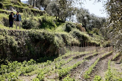 Mauro Colagreco en las terrazas de sus jardines en Mirazur. El sistema de terrazas favorece el riego por gravitación y recupera metodologías que se usaban ya hace más de ciento cincuenta años.