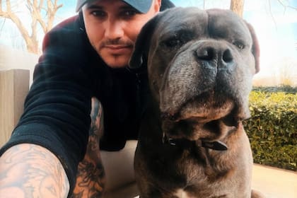 Mauro Icardi junto a Tano, el perro que lo acompaña a todos lados (Foto: Instagram/@mauroicardi)