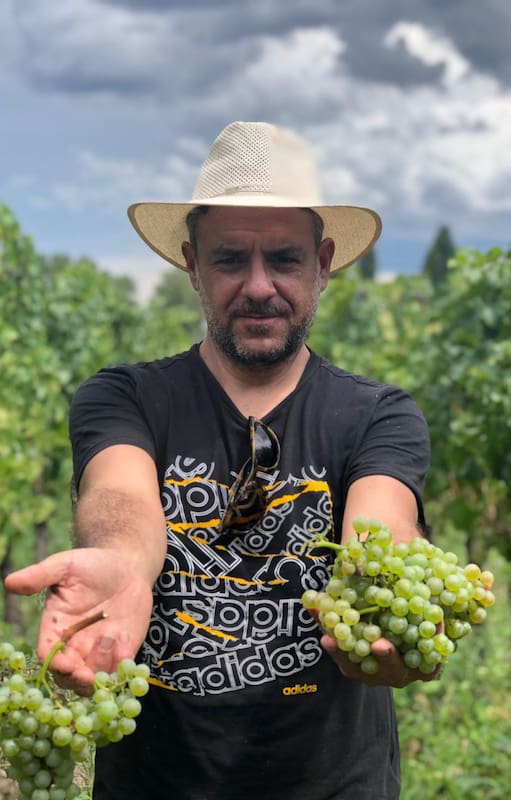 Mauro Villarejo cosechando uvas blancas de su propia finca.