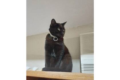 Mavis, la gata rescatada gracias a la solidaridad ciudadana