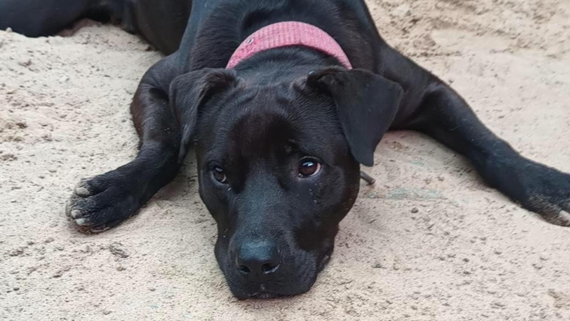 Max es un mestizo de Pitbull, noble y cariñoso