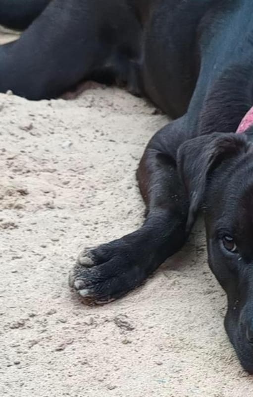 Max es un mestizo de Pitbull, noble y cariñoso