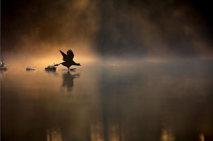 MAX WOOD / BRITISH WILDLIFE PHOTO AWARDS