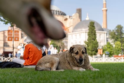 Máximo tribunal de Turquía respalda controvertida ley sobre sacrificio de perros callejeros