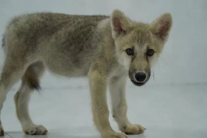 Maya, el primer lobo ártico clonado del mundo